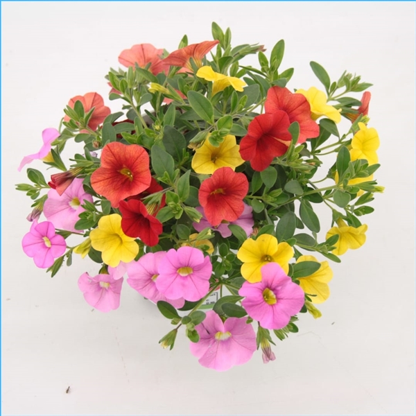 Calibrachoa Candyhouse